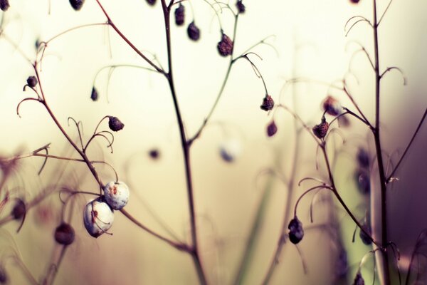 Fruits secs sur les plantes tombantes