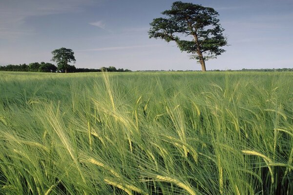 A tree in the middle of a field against the background of sky and grass