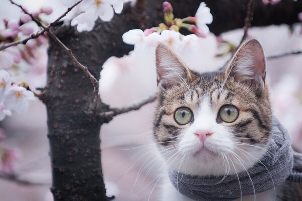 Katze im Schal am Baum