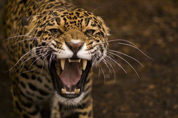 Wild cat jaguar is furious