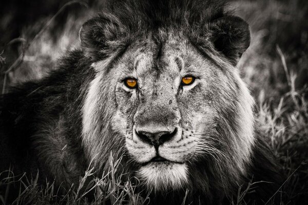 Black and white photo of a lion with yellow eyes