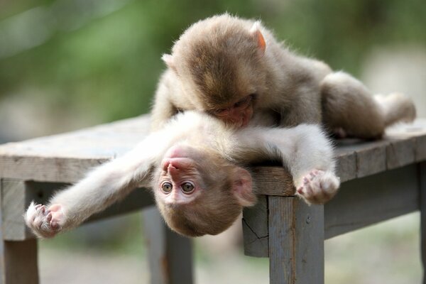 Two friendly monkeys hug