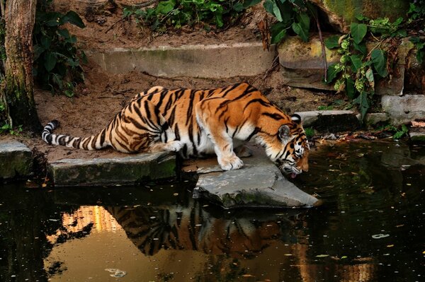 The Amur tiger came to drink at the pond