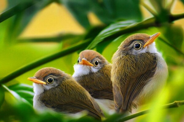 Tres pájaros en follaje verde