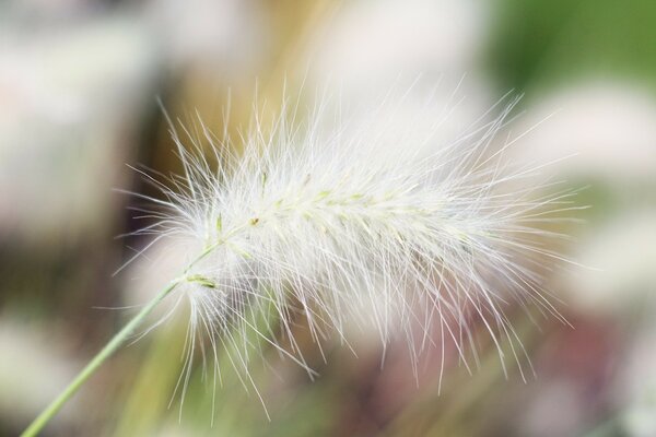 Beauty in a blade of grass is like a bird s feather