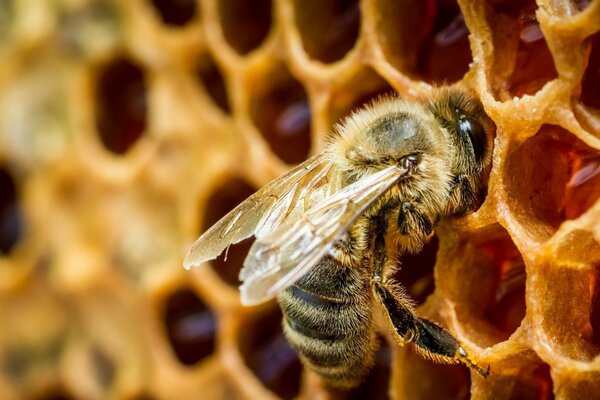 Abeja en macro tiro en una jaula de panal