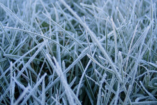 Gros plan de l herbe en hiver beaucoup