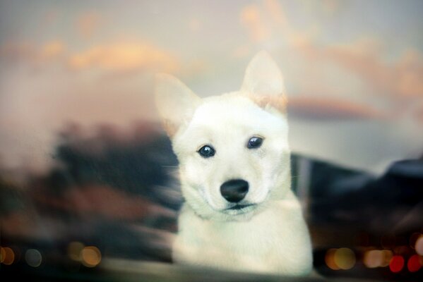 A snow-white puppy looks with an attentive gaze