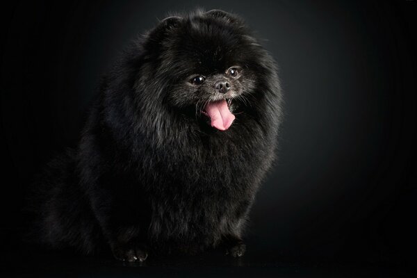 A short fluffy black dog on a black background