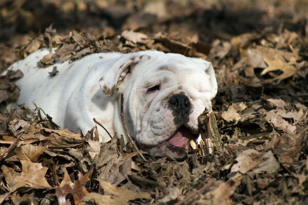 Eine weiße Bulldogge hat sich in gefallenen Blättern vergraben