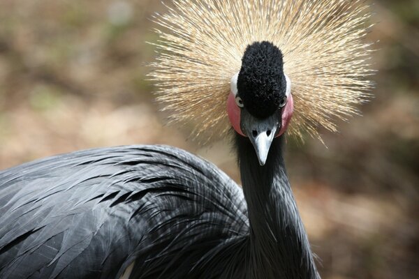 A black bird with a golden crest