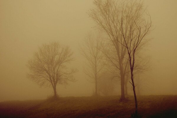 Autumn fog brings sadness