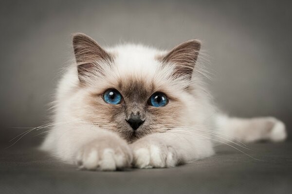 Chaton blanc avec des yeux bleus