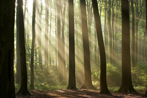 Trees in the forest among the sun