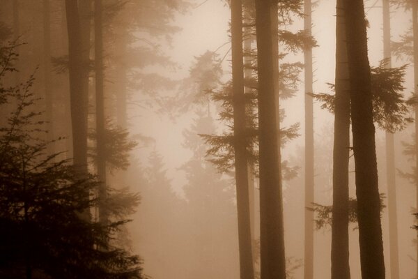 Niebla en el bosque en verano sepia