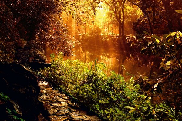 Plantas a lo largo de la orilla del río a la luz del sol