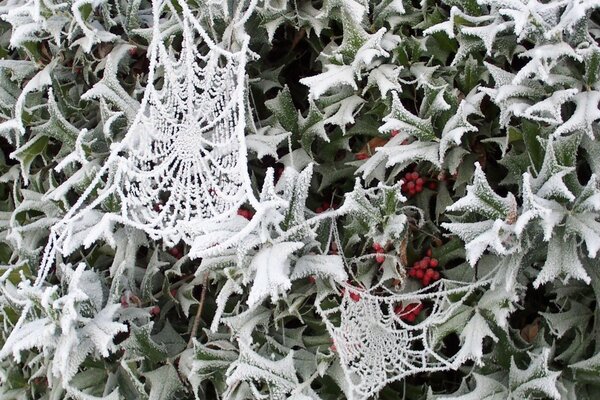 Toile d araignée dans la neige en hiver givre