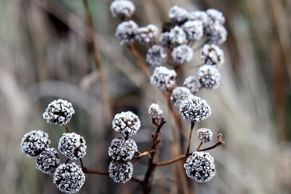 Hintergrund eines mit Schnee bedeckten Zweigs