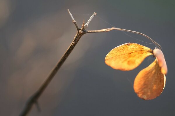 Autumn twig with cobweb and autumn leaf