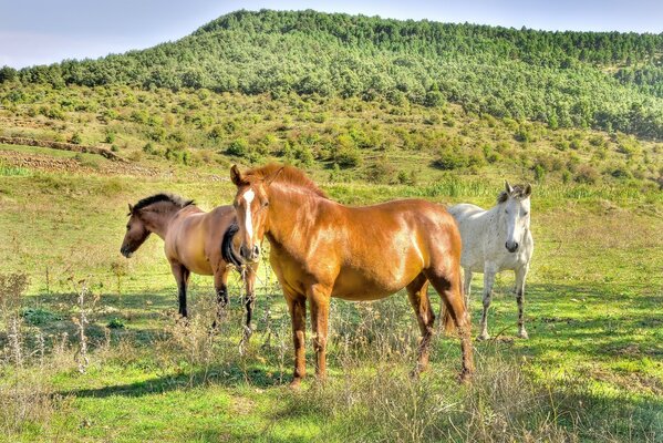 I cavalli pascolano nel campo