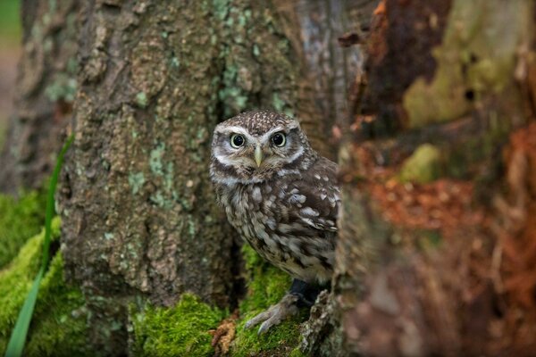 Hibou gris furtivement entre les arbres