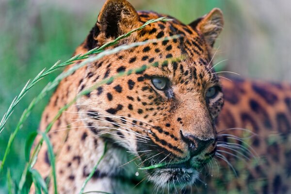 Fleckiger Leopard lauert im Gras