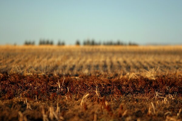 A plowed field of land in autumn