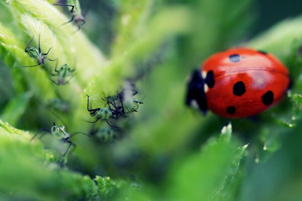 Macro coccinella e Formica su una foglia