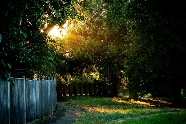 Clôture et herbe verte. Les rayons du soleil brillent à travers les arbres