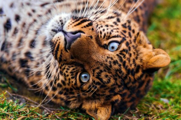 Ein Leopard mit blauen Augen liegt auf dem Rasen