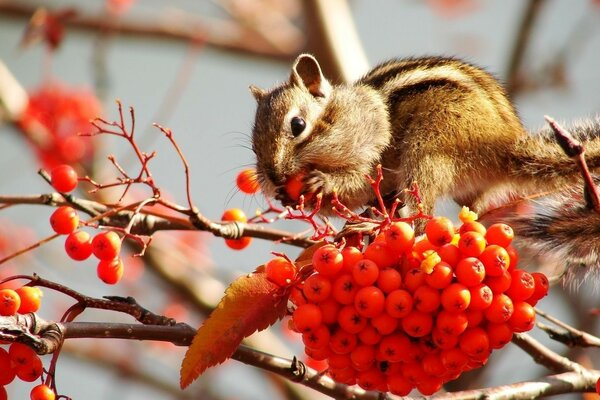 A chipmunk on a branch hides a rowan by the cheek