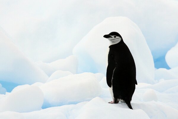 Pingüino de pie en la nieve en la Antártida