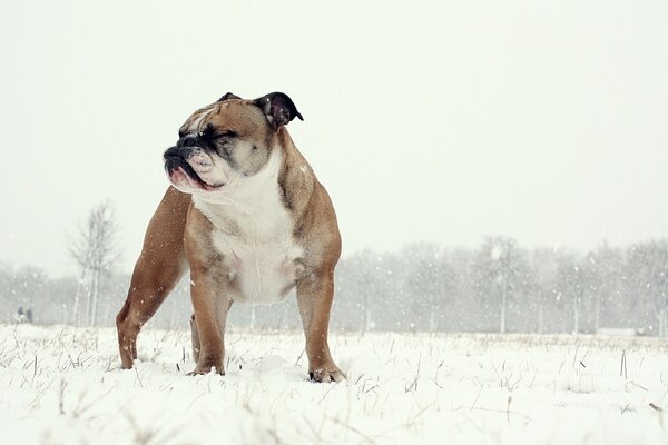 Englische Bulldogge auf Winter Natur Hintergrund