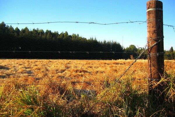 Autumn field is golden time