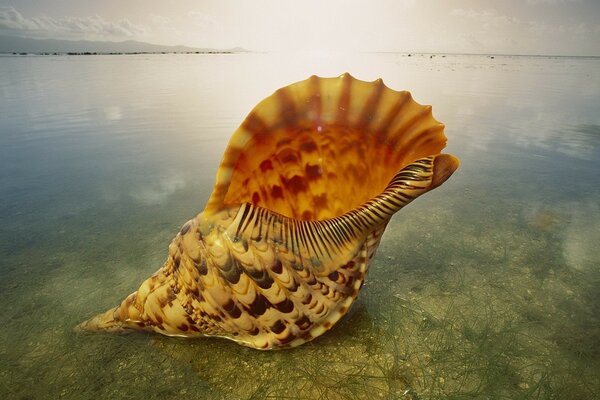 Bella curiosità dal fondo del mare