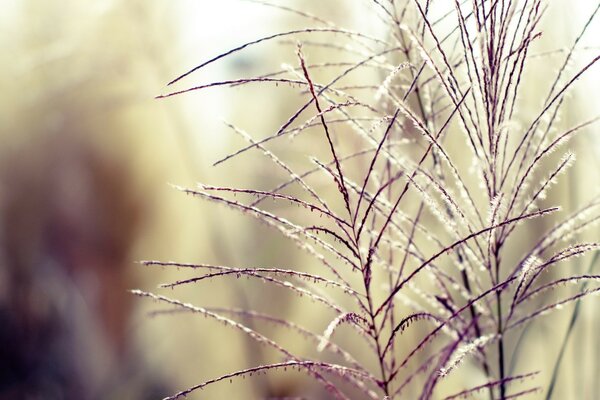 Bare branches of the plant. Beautiful background