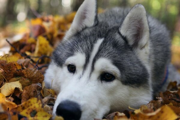 Der Husky liegt mit traurigen Augen im Herbstlaub