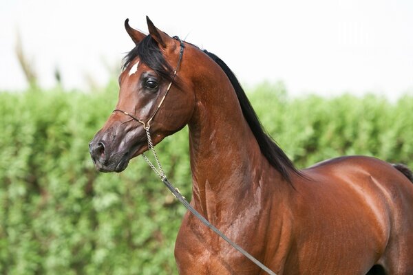 Beau cheval sur fond vert