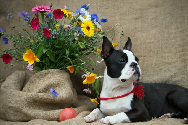 Ein furchtbarer Hund mit süßen Blumen