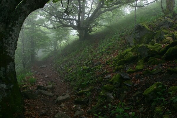 Steinweg im Nebel