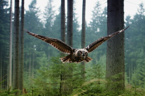 Hibou au moment de voler dans la forêt