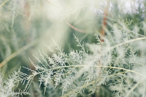 White branch of the plant close-up