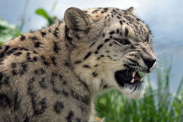 Böser Leopard zeigt Eckzähne