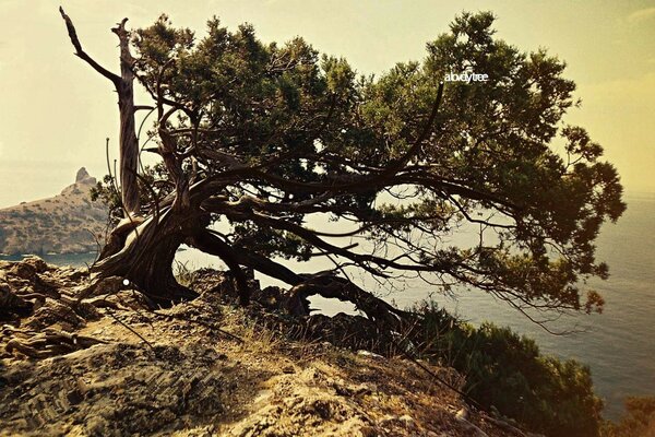 Arbre solitaire plié par le vent sur le rocher