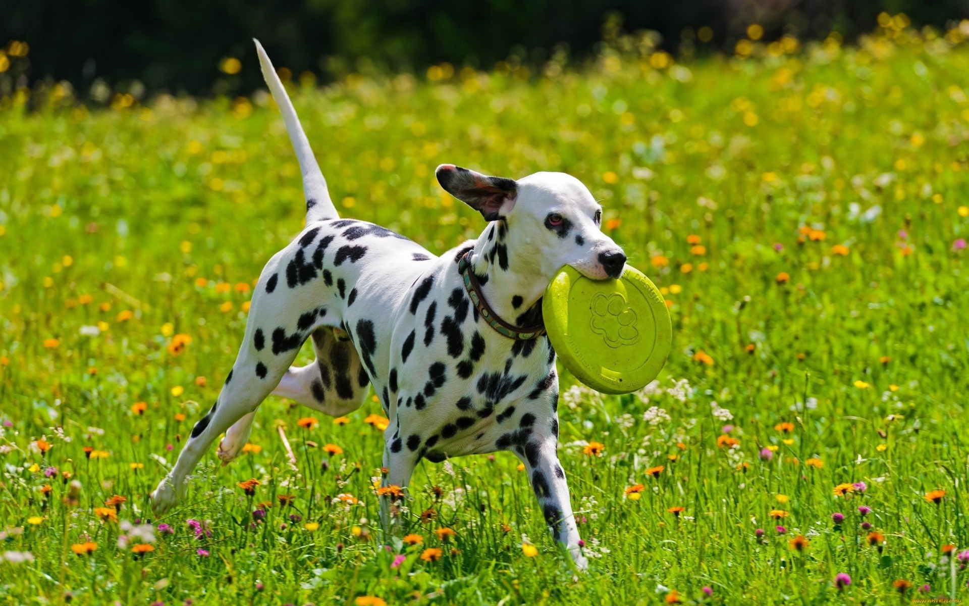 perro juego dálmata manchas