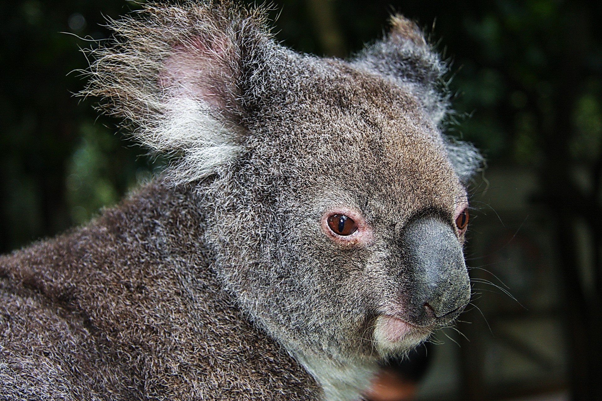 koala animal espèce