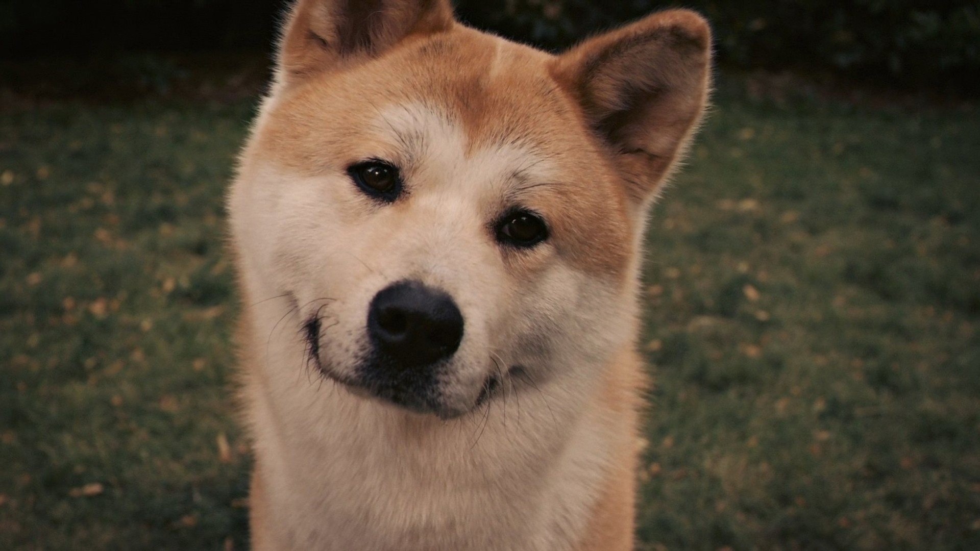 chien ami hachiko yeux