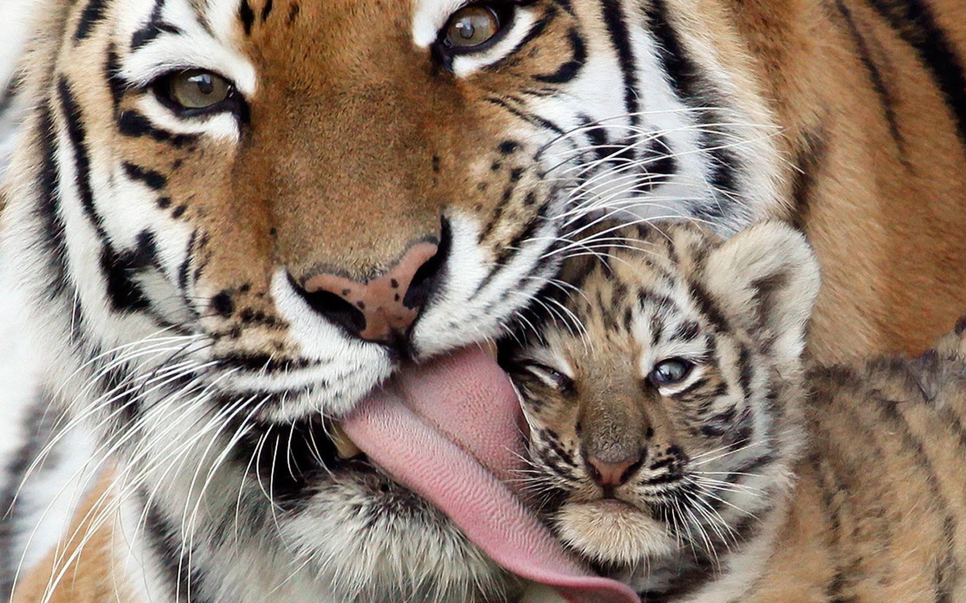 tenerezza genitori predatori bambini tigri