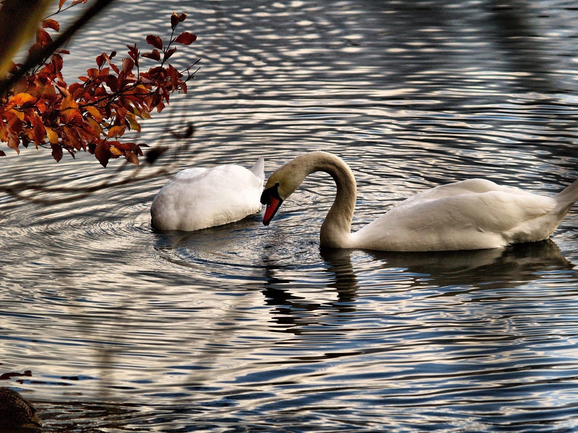 autumn swans white the pair water