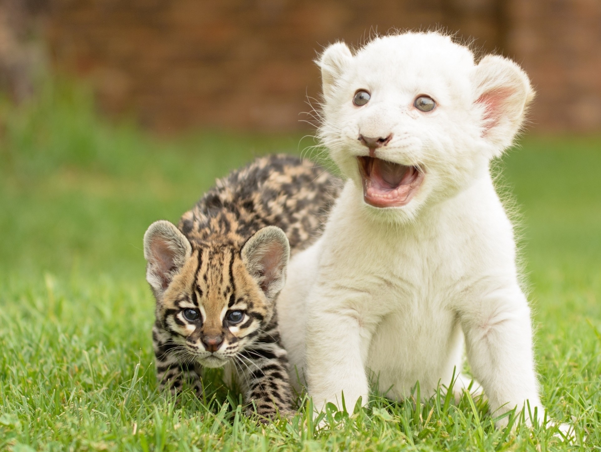 chat sauvage chatons lionceau